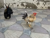 Chickens — Foto 4