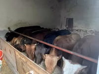 Bull, Red-spotted breed — photo 2