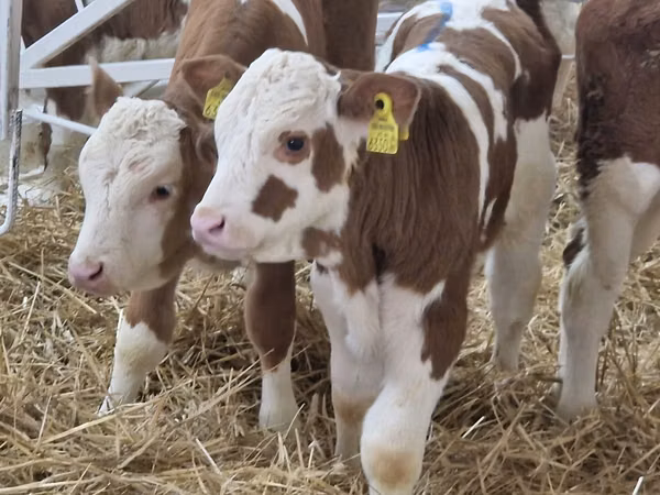 Rinder (Partie, Geschlecht nicht angegeben), Simmental cattle