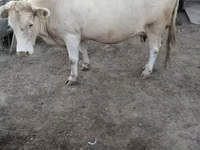 Cow, Red Polled Cow — photo 2