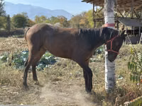 حصان, Kyrgyz Horse — الصورة 1