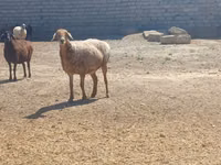 Widder, Ordabasy sheep — Foto 1