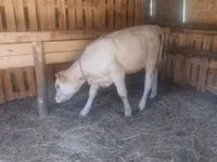 Kuh, Charolais cattle — Foto 2