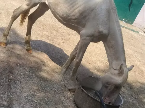 घोड़े (लॉट, लिंग निर्दिष्ट नहीं), घोड़े