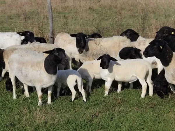 Sheep, Dorper sheep