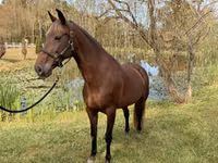 Yegua, Rocky Mountain Horse — foto 7