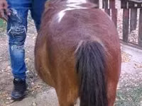 فرس, Miniature horse — الصورة 3