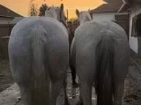 فرس, Lipizzaner — الصورة 1