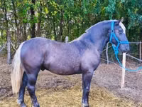 حصان, Comtois — الصورة 3