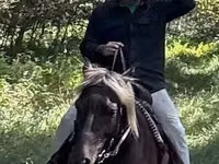 Horse (M), Rocky Mountain Horse — photo 2
