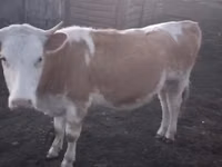 Bulle, Kasachische Weißkopfkuh — Foto 2