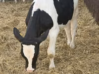 Bulle, Russian Black pied cattle — Foto 2