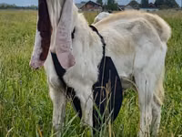 Cabro, Gulabi goats — foto 2