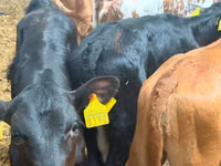 मवेशी (लॉट, लिंग निर्दिष्ट नहीं), Simmental cattle — फ़ोटो 2
