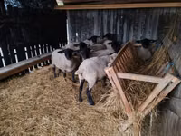Ovejas (lote, sexo no especificado), White Suffolk sheep — foto 5