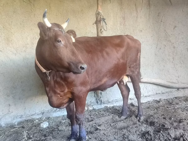 بقرة, Red Estonian cattle