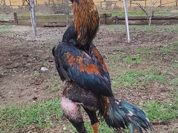 مالاي غيم