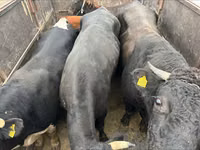 ثور, Russian Black pied cattle — الصورة 4