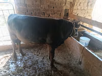ثور, الماشية — الصورة 7