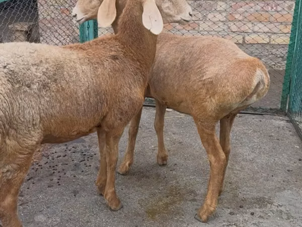 نعجة, Arashan sheep