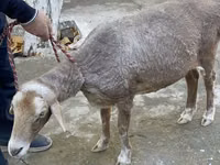 भेड़, भेड़ — फ़ोटो 4