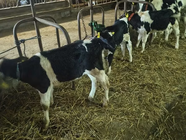 Bulle, Holstein-Rasse