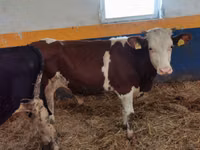ثور, Simmental cattle — الصورة 1