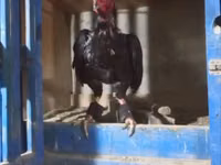 Chickens — photo 1