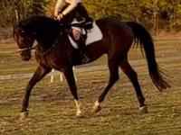 حصان, Hanoverian — الصورة 2