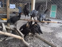 Chickens — الصورة 3