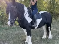 فرس, Gypsy horse — الصورة 4