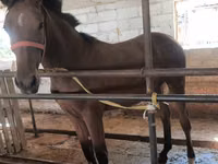 فرس, Thoroughbred horse — الصورة 2