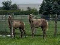 فرس, Black Sea breed — الصورة 5