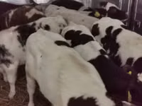 ثور, Russian Black pied cattle — الصورة 5