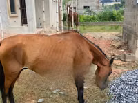 घोड़ा, घोड़े — फ़ोटो 1