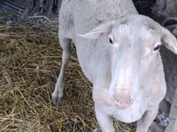 Carnero, Assaf sheep — foto 3