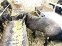 Widder, Hissar sheep — Foto 4