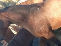 فرس, Arabian horse — الصورة 3