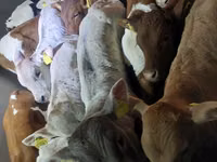 ثور, الماشية — الصورة 6