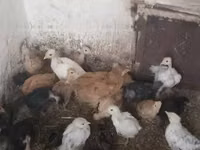 Chickens — Foto 2