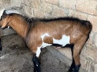Ziegenbock, Nubian Goat — Foto 4