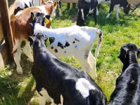Bovinos (lote, sexo no especificado), Russian Black pied cattle — foto 1