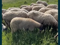 Ram, Sheep — photo 2