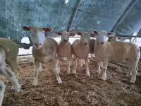 Schaf, Ile-de-France sheep — Foto 1