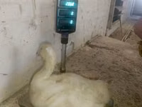 Geese — foto 7