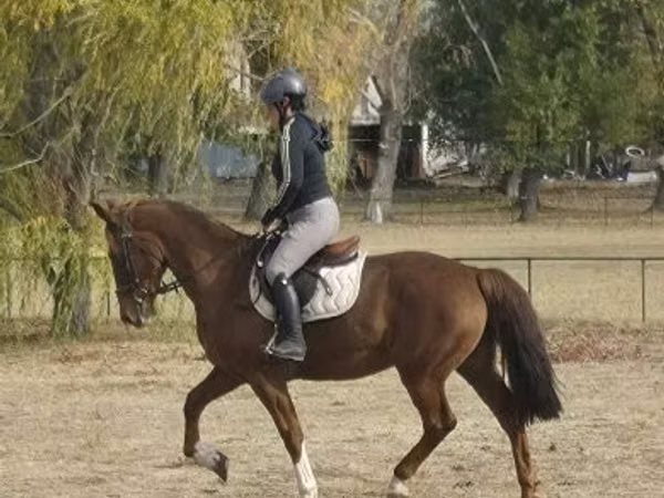 Stute, Hungarian horse breed