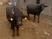 गाय, अफ्रीकी भैंस — फ़ोटो 1