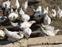Chickens — फ़ोटो 2