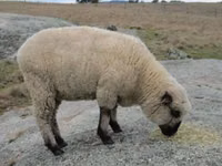 Widder, Hampshire sheep — Foto 4