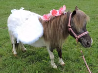 Mare, Miniature horse — photo 7